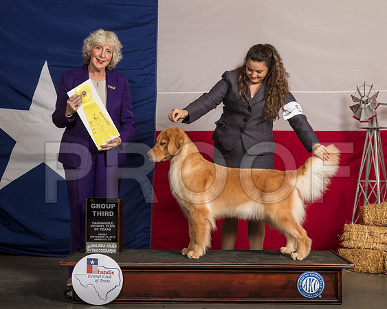 Golden Retreiver #8 Fri G3 Judge Sulie Greendale Paveza-SSR_0508-HR3