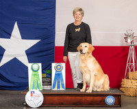 Golden Retriever #11 Fri HIT HC