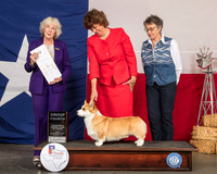 Pembroke Welsh Corgi #5 Fri G4 Judge Sulie Greendale Paveza