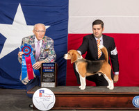 Beagle 15 #5 Fri RBIS Judge Dr Anthony D DiNardo
