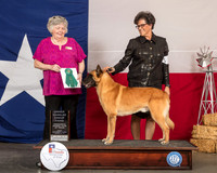 Belgian Malinois #5 Fri OHG3 Judge Claudia J Seaberg