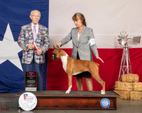 Boxer #8 Fri BOS Judge Dr Anthony D DiNardo 2