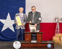 Chihuahua Smooth Fri G3 Judge Dr. Anthony DiNardo