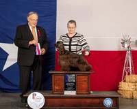 Cocker Spaniel ASCOB #6 Thurs WB NCh Judge John Wade