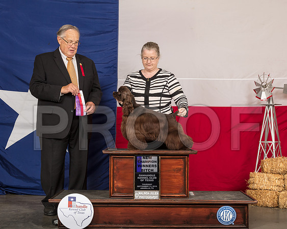 Cocker Spaniel ASCOB #6 Thurs WB NCh Judge John Wade-SSR_0559-HR3