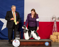 Cocker Spaniel Parti #5 Fri RBIS Judge John Wade
