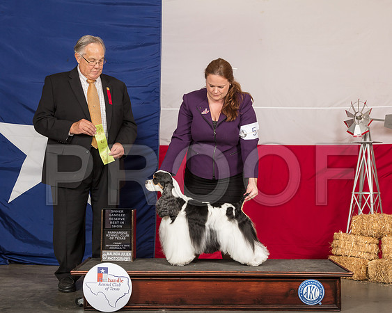 Cocker Spaniel Parti #5 Fri RBIS Judge John Wade-SSR_0637-HR3