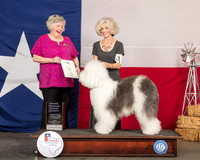 Old English Sheepdog #6 Fri OHG4 Judge Claudia J Seaberg