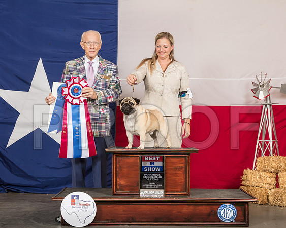 Poodle Miniature #22 Fri G4 Judge Dr Anthony D DiNardo -SSR_0631-HR3