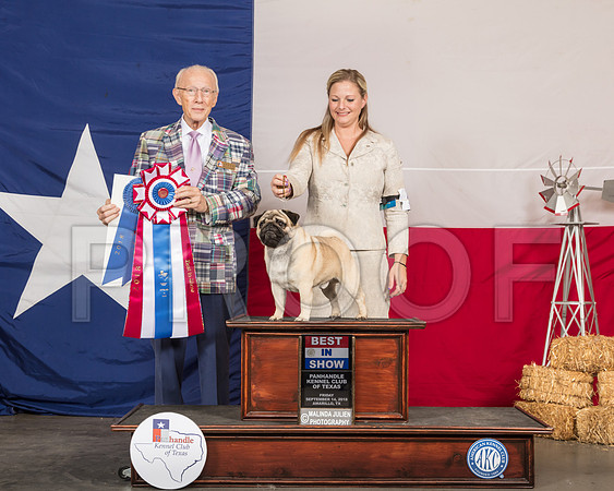 Poodle Miniature #22 Fri G4 Judge Dr Anthony D DiNardo -SSR_0633-HR3