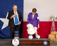 Poodle Miniature #6 Fri G1 Judge John Wade