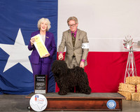 Puli #7 Fri G3 Judge Sulie Greendale Paveza