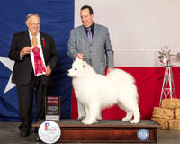 Samoyed #5 Fri G2 Judge John Wade