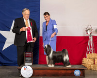 Tibetan Terrier #16 Fri G2 Judge John Wade