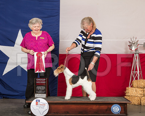 Wirehaired Fox Terrier #5 Fri G2 Judge Claudia J Seaberg -SSR_0579-HR3
