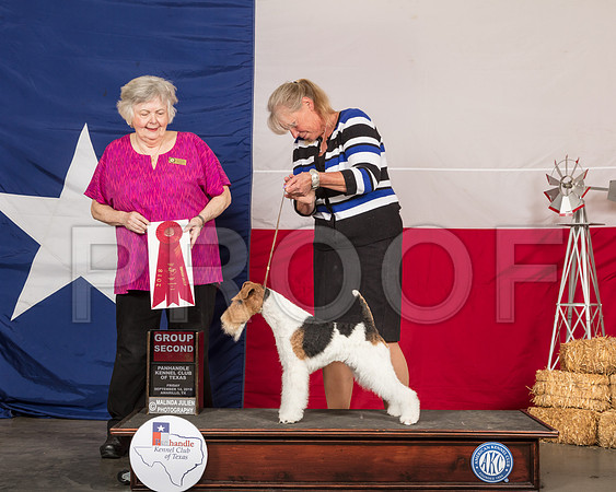 Wirehaired Fox Terrier #5 Fri G2 Judge Claudia J Seaberg -SSR_0583-HR3