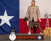Boxer #15 Sat BOW Judge Lori Nelson