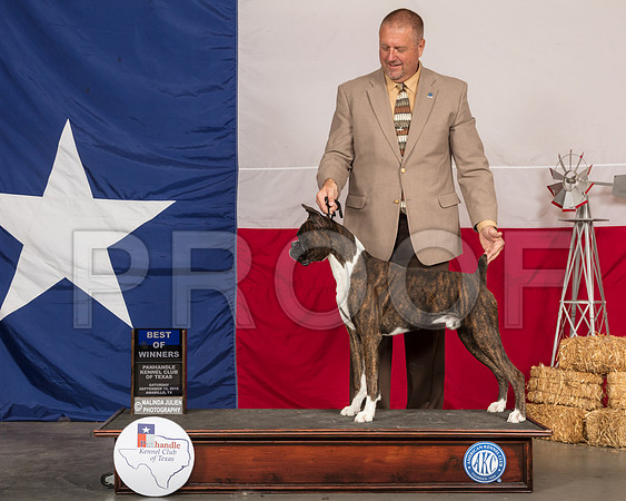 Boxer #15 Sat BOW Judge Lori Nelson-SSR_0709-HR3