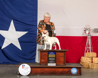 French Bulldog #7 Sat BOB NGrChBnz Judge Allen Odom