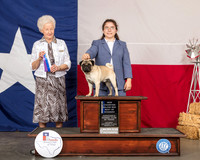 Pug #9 Sat BOW Maj NCh Judge Paula Hartinger