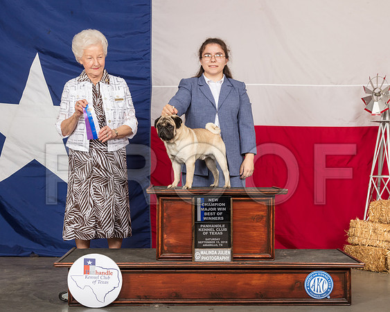 Pug #9 Sat BOW Maj NCh Judge Paula Hartinger-SSR_0724-HR3