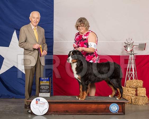 Bernese Mountain Dog #8 Sat BOB Judge Roger Hartinger-SSR_0744-HR3