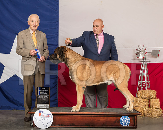 Mastiff #11 Sat BOW NCh Judge Roger Hartinger-SSR_0747-HR3