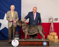 Neopolitan Mastiff #12 Sat BOS Maj WB Judge Roger Hartinger
