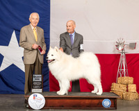 Samoyed #7 Sat SD Judge Roger Hartinger