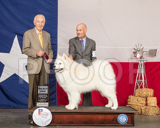 Samoyed #7 Sat SD Judge Roger Hartinger-SSR_0750-HR3