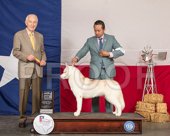 Siberian Husky #20 Sat BOB NGrCh Judge Roger Hartinger-SSR_0765-HR3