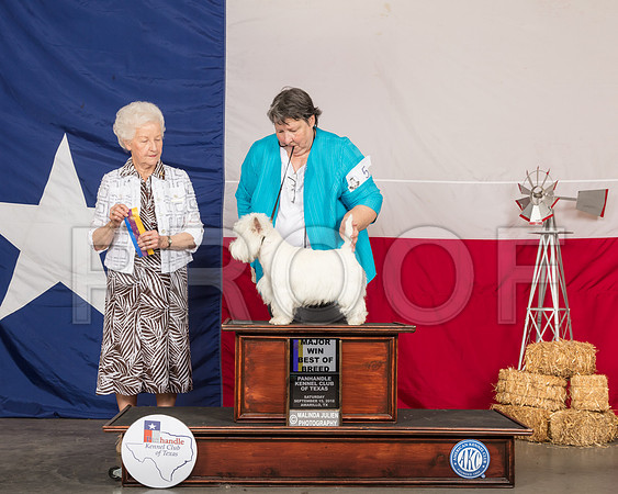 West Highland White Terrier #5 Sat BOB Maj Judge Paula Hartinger-SSR_0775-HR3