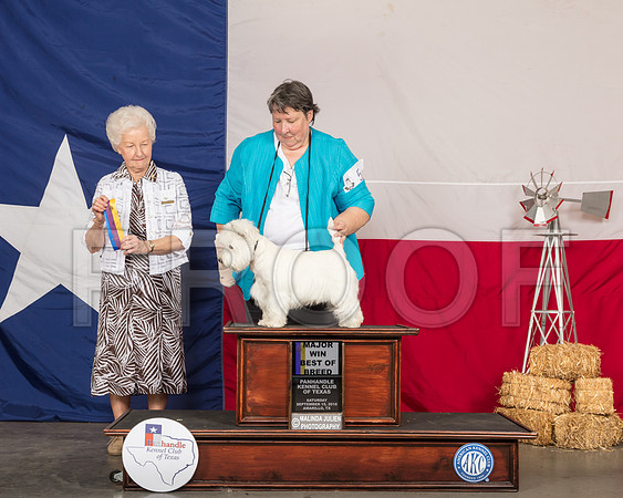 West Highland White Terrier #5 Sat BOB Maj Judge Paula Hartinger-SSR_0779-HR3