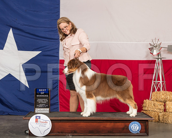 Australian Shepherd #5 Sat WD BOW Judge Lori Nelson-SSR_0813-HR3