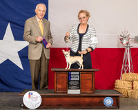 Chihuahua Smooth #6 Sat WB Judge Roger Hartinger