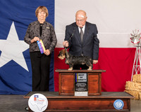 Dachshund Wirehaired #5 Sat BOV Judge Lori Nelson