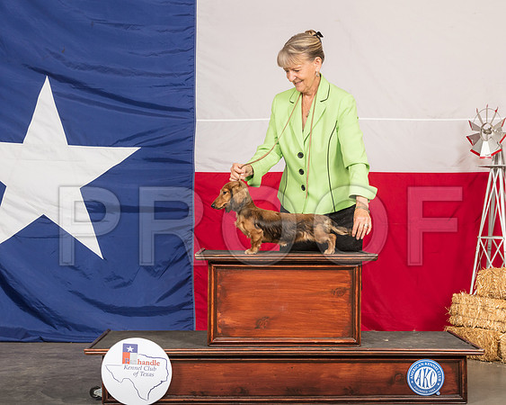 Daschund Longcoat Jill Zeigler-SSR_0861-HR3