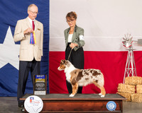 Miniature American Shepherd #6 Sat BOB Judge Allen Odom
