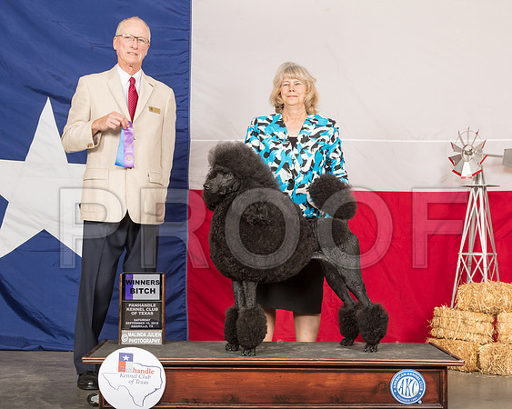 Poodle Standard #16 Sat WB Judge Allen Odom-SSR_0854-HR3