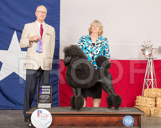 Poodle Standard #16 Sat WB Judge Allen Odom-SSR_0856-HR3