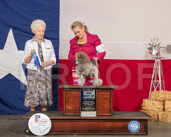 Poodle Toy #19 Sat BOW WD Maj Judge Paula Hartinger-SSR_0820-HR3