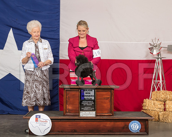 Poodle Toy #6 Sat WB Maj Judge Paula Hartinger-SSR_0826-HR3