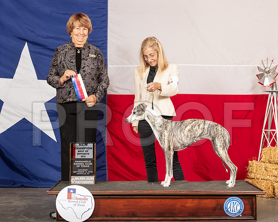 Whippet #6 Sat NC BOS Judge Lori Nelson-SSR_0841-Edit-HR3
