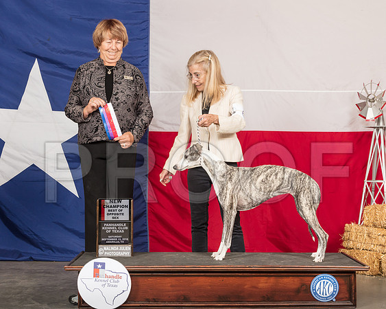 Whippet #6 Sat NC BOS Judge Lori Nelson-SSR_0842-HR3