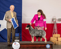 Australian Cattle Dog #5 Sat G1 Judge Roger Hartinger