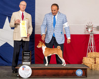 Basenji #6 Sat G3 Judge Allen Odom