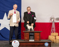 Chihuahua Smooth #10 G4 Judge Allen Odom