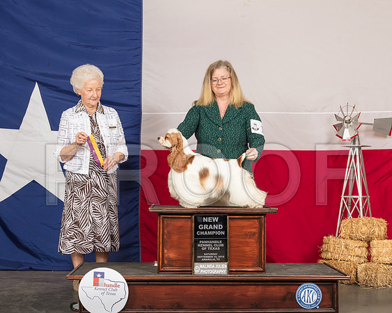 Cocker Spaniel Parti #10 Sat BOV NGrCh Judge Paula Hartinger-SSR_0977-HR3