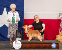 English Cocker Spaniel #6 Sat OHG3 Judge Paula Hartinger