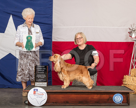 English Cocker Spaniel #6 Sat OHG3 Judge Paula Hartinger-SSR_0924-HR3